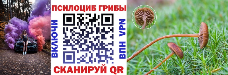 Псилоцибиновые грибы Psilocybe  Аргун 